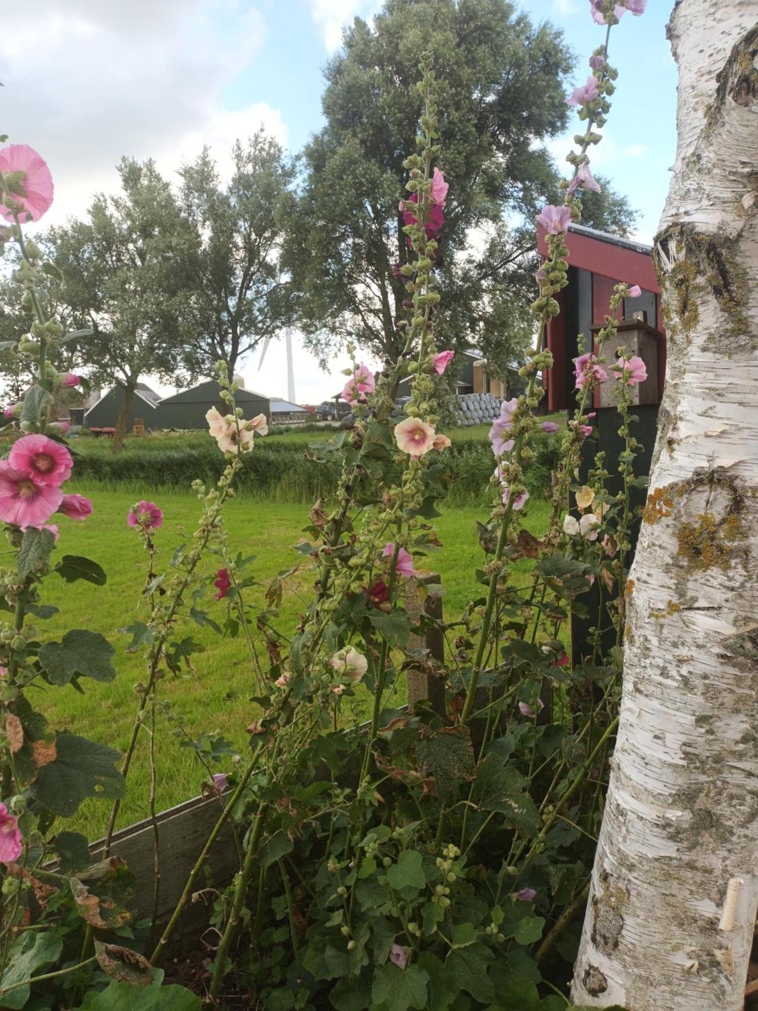 B&B It Arbeidershuske Ferwoude Buitenkant foto